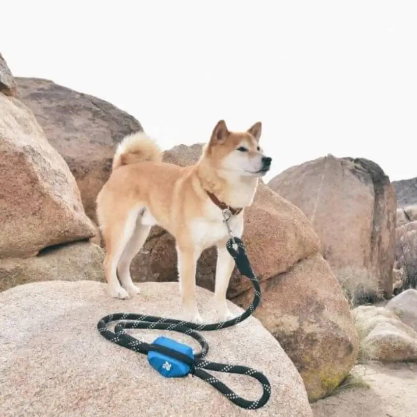 כלב עם מחזיק שקיות צרכים- זיפי זופ
