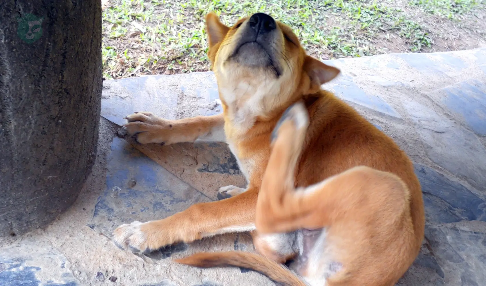 כלב מתגרד, פרעושים פשפשים בכלב, גירוד בגלל בעיות עור אצל כלבים
