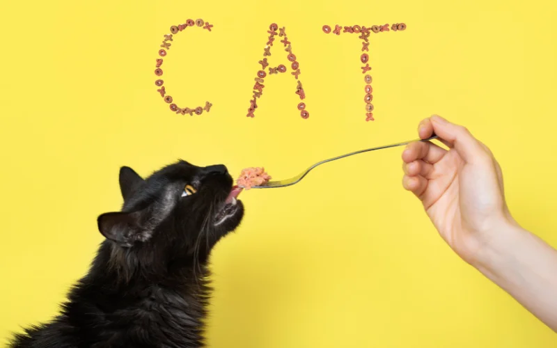 אוכל לחתול המדריך המלא לבחירת מזון ב-6 צעדים פשוטים