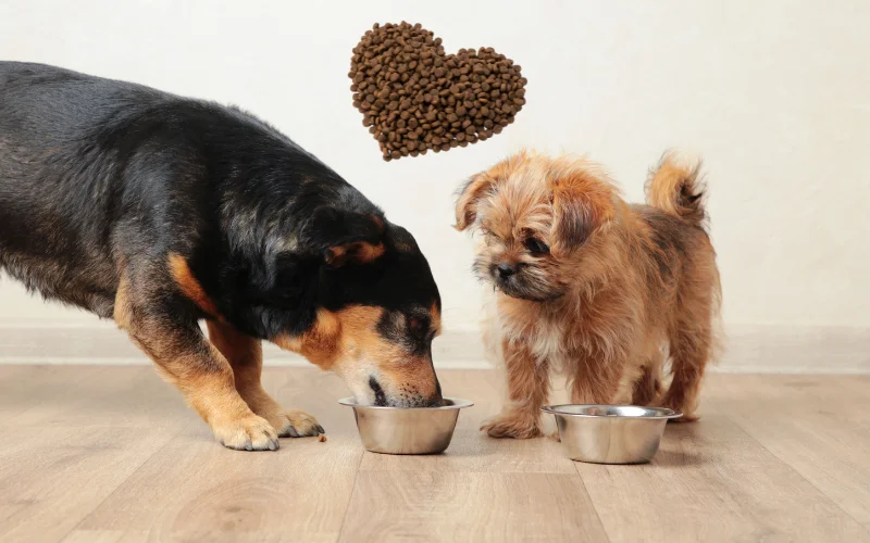 איך בוחרים אוכל לכלבים המדריך המלא לתזונה בריאה ומאוזנת
