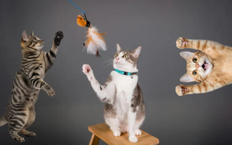 אילוף חתולים - טיפים למתחילים