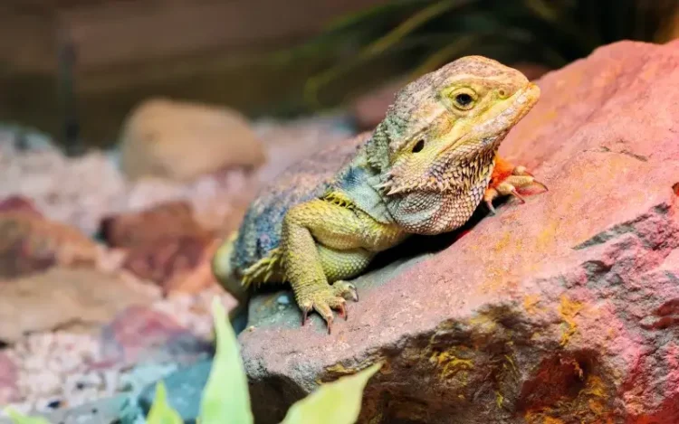 גידול זוחלים בבית: המדריך המלא למגדל המתחיל