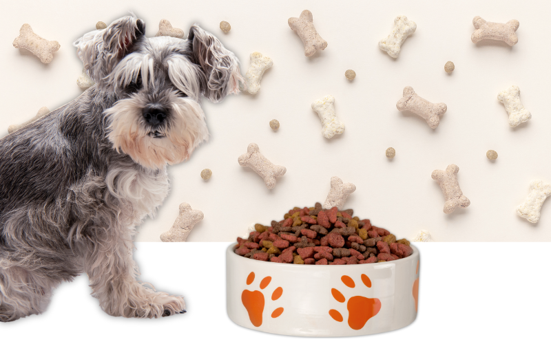 החלפת מזון לכלב