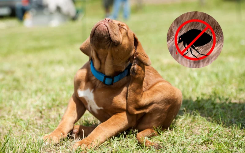 טיפול ומניעת פרעושים וקרציות בכלבים וחתולים המדריך המלא