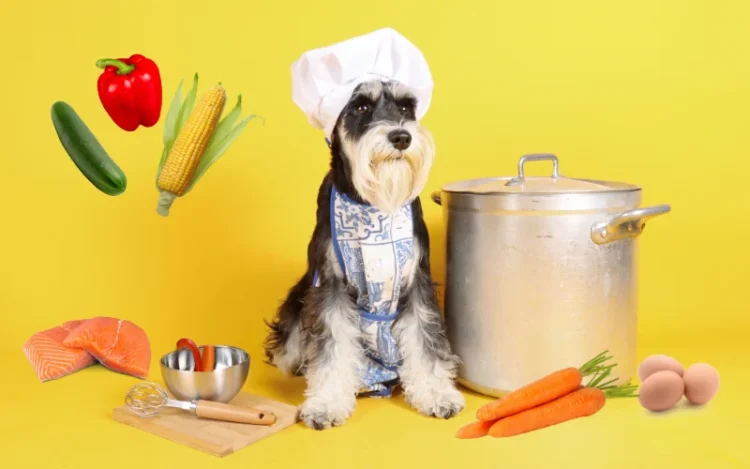 נגמר האוכל לכלב: מה אפשר לתת במקום ואיך מכינים אוכל ביתי לכלבים?