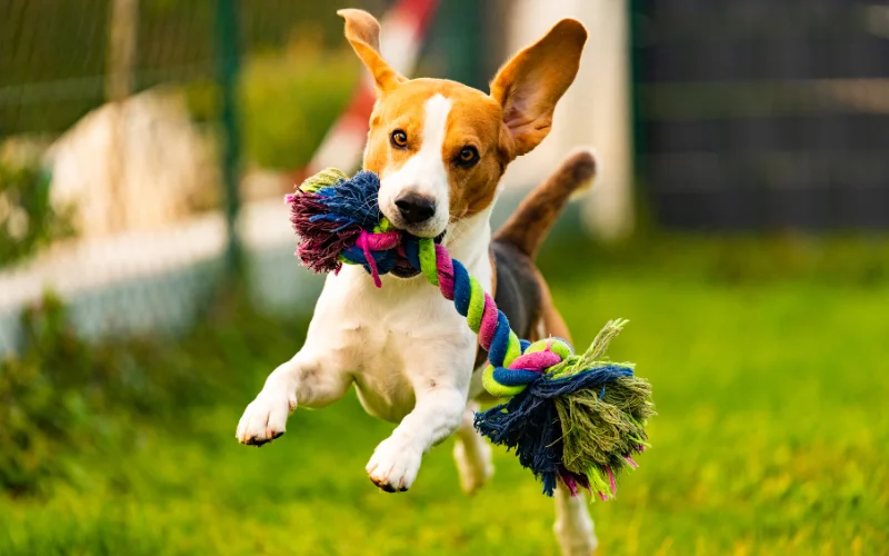 צעצועים לכלבים המדריך המלא לבחירת המשחק המושלם